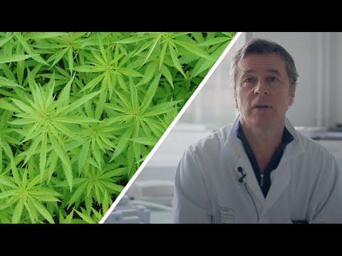 Interview : Le Cannabis, Une Substance Anticancérigène ?