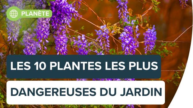 Avez-vous l'une de ses 10 plantes dangereuses chez vous ? | Futura