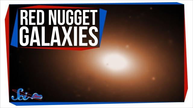 Red Nugget Galaxies: The Universe's Ultimate Survivors