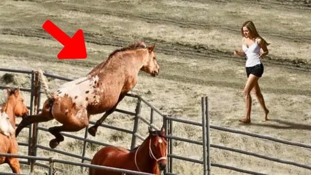 Horse Goes Crazy When He Sees This Girl – The Reason Shocked His Owner