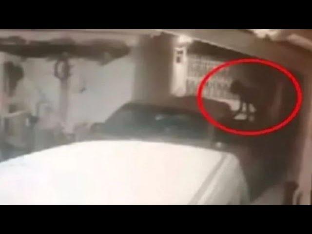 Supernatural being 'Shapeshifter' caught CCTV in Mexico