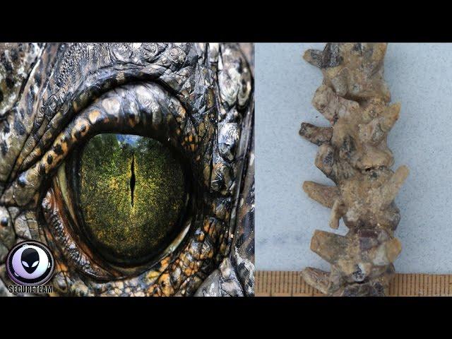 SHOCK REPORT: Dinosaurs Only 20,000 Years Old? 5/22/17