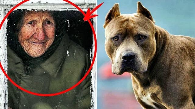 After this older woman rescued a stray dog, neighbors heard screams coming from her house