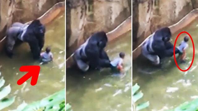 He Fell Into a Zoo’s Gorilla Pit When He Was Five. But What Happened Was Incredible