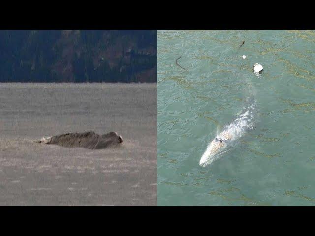 Mystery sea monster filmed slithering down Asia's longest river