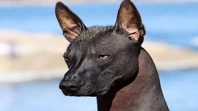 The Most Dangerous Dog Breeds You Should Never Handle Alone