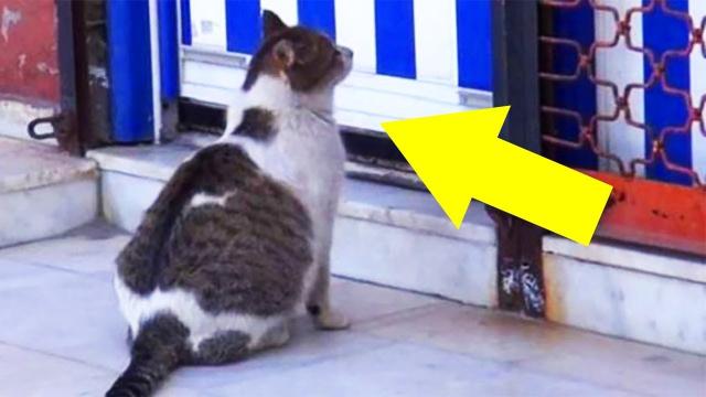 Stray cat calls for help outside health clinic – the reason is Heartbreaking