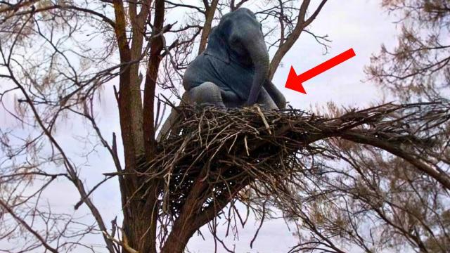 Elephant Refuses To Leave Tree - When Ranger Climbs Up And Sees This, He Calls For Backup