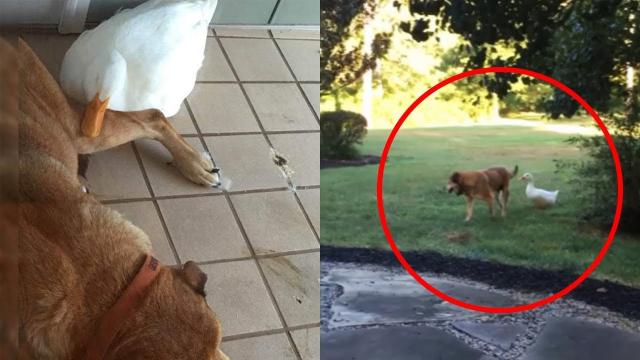 This Poor Dog Was In Mourning For His Best Bud  Then An Unlikely Companion Arrived On The Scene