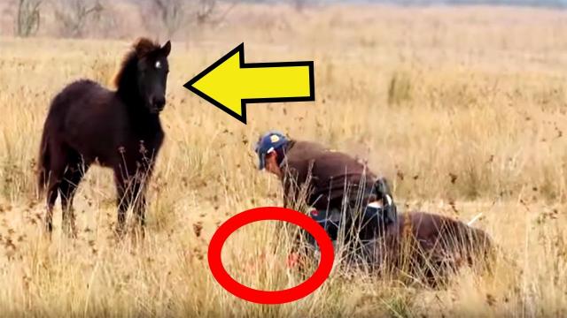 This Wild Horse Patiently Waited To Thank His Rescuer In The Most Heartwarming Way