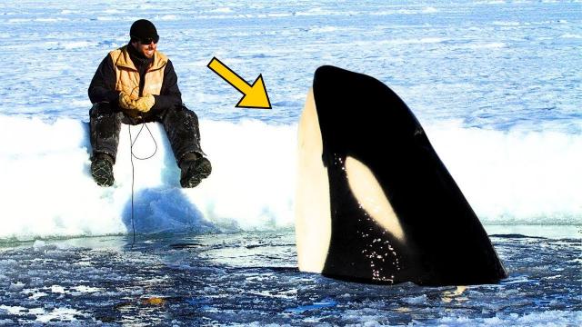 Man Films Adventure Friend With Orca – Then The Animal Does Something Unexpected
