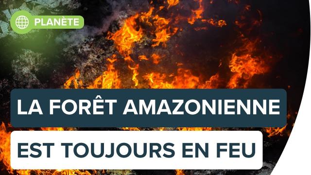 La forêt amazonienne se consume à un rythme sans précédent | Futura