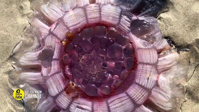 A Couple Spotted A   Creature On The Beach And They Knew That Had To Keep  Kids Away From it