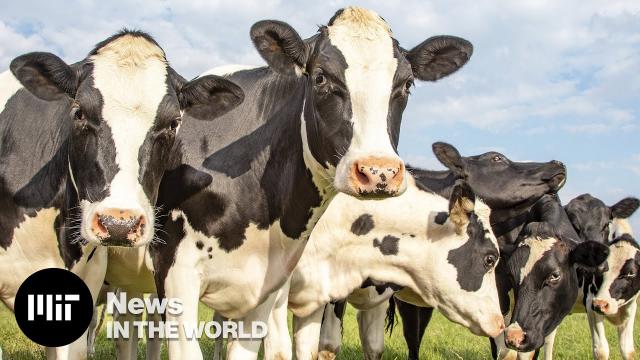 Moooving the needle on methane