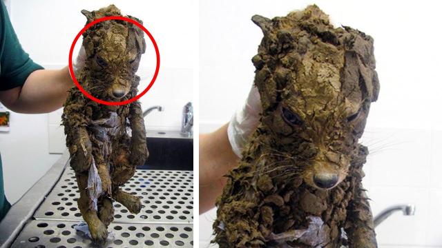 Vet Believed They Found A Muddy Puppy, But Clean It Off And Got A Shocking Surprise