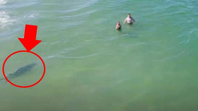 Terrifying drone footage captures shark sneaking up on unsuspecting swimmers