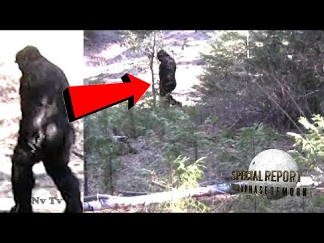 BUCKLE-UP! New VIRAL BIGFOOT Video! The World Is Watching This! 2021