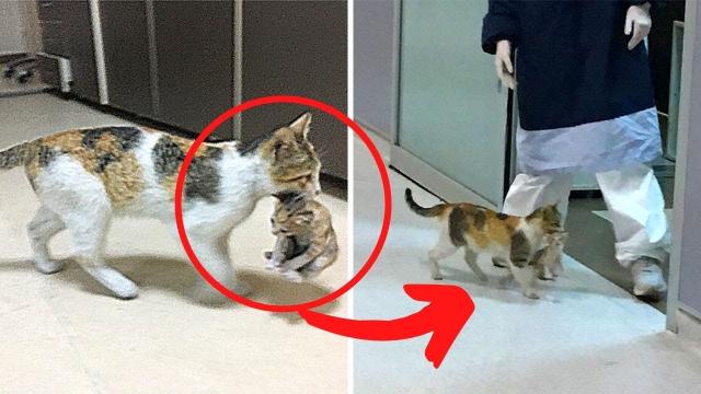 Mother Cat Brings Her Ill Kitten To The Hospital, Medics Rush To Help Them