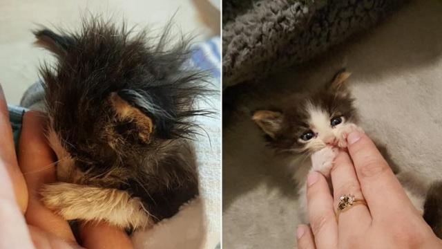 A Tiny Kitten Was On The Brink Of Death, So A Woman Desperately Fought To Try And Save Him