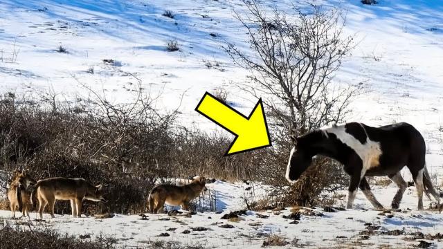 A Horse Approached Six Wild Wolves and Did Something That Terrified the Photographer