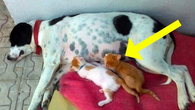 She found a stray dog nursing its puppies – she called the police later