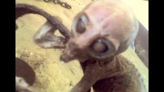 UFO Sightings Cryptoid Alien Species Found In Mexico? Jaime Maussan Exclusive Interview 2013