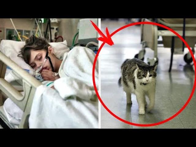 This Hospital Cat Asked to Go into a Patient Room Later, the Whole World Got to Hear This Story