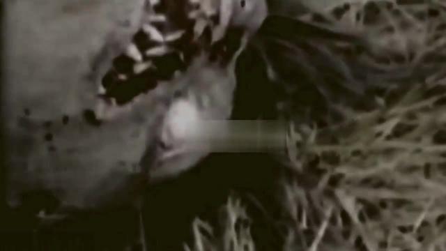 Two videos dated from 1942 in southern Germany show UFOs and a werewolf captured by the German army
