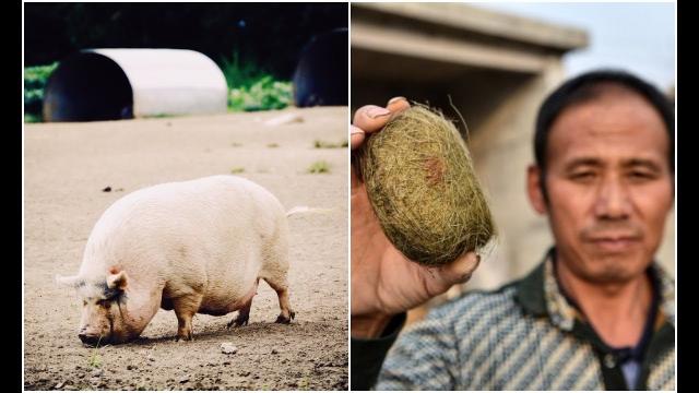 After Finding This Mysterious Object In His Pig’s Gut, A Chinese Villager’s Life Changed Forever
