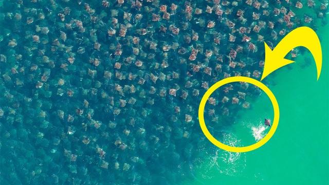 I Thought This Was A Bunch Of Trash In The Ocean, Until I Zoomed In And WOAH !