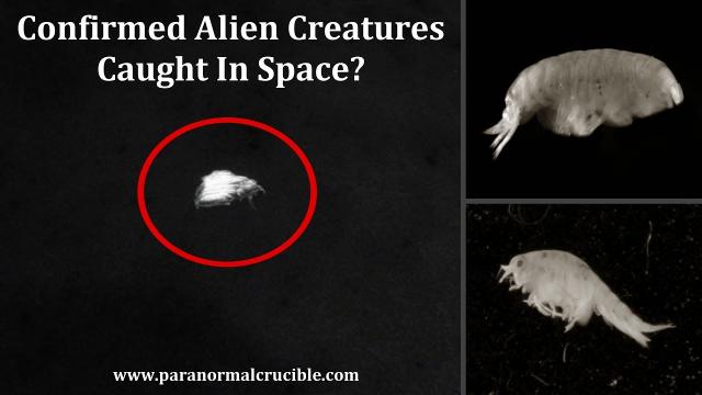 Confirmed Alien Creatures Caught In Space?