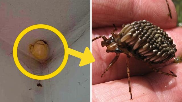 Woman Comes Home and  Finds Bizarre EGG Hanging on The Ceiling of Her Room