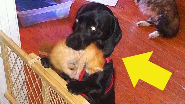 When This Cat Gave Birth To Seven Kittens, The Family Dog's Animal Instincts Took Over