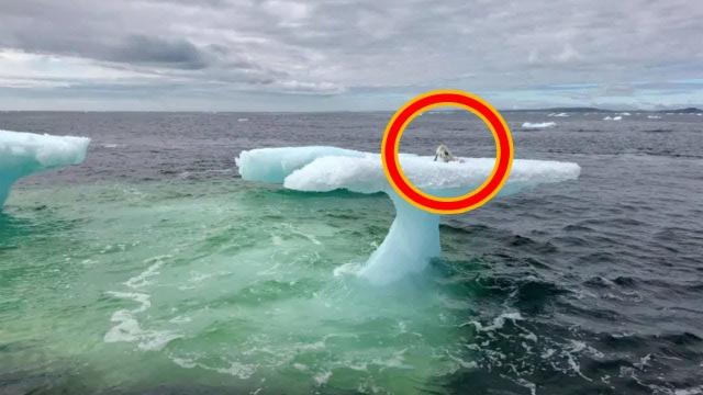 Fishermen Think They Found A Seal On A Floating Iceberg Until They Got A Closer Look