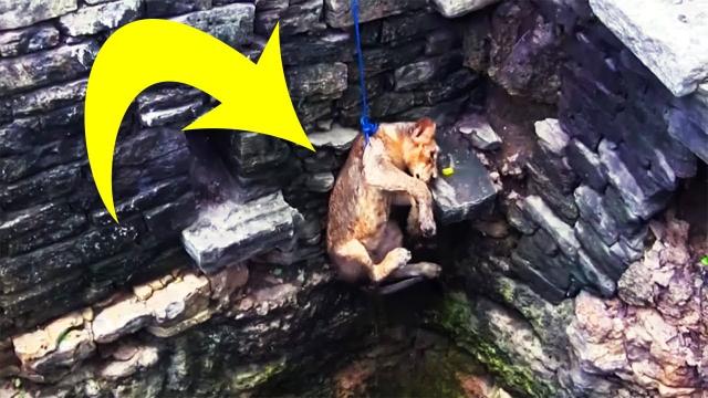 When Locals Saw A Lion Drowning In An 80ft Well, They Put A Daredevil Rescue Plan Into Action