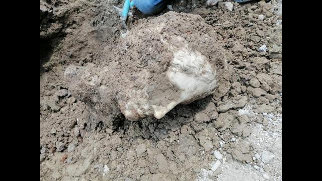 ORNATE MARBLE HEAD FOUND IN ROME’S PIAZZA AUGUSTO IMPERATORE