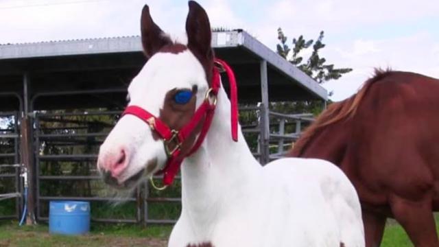 After This Baby Horse Was Born, Her Owners Took One Look And Realized How Incredibly Rare She Is