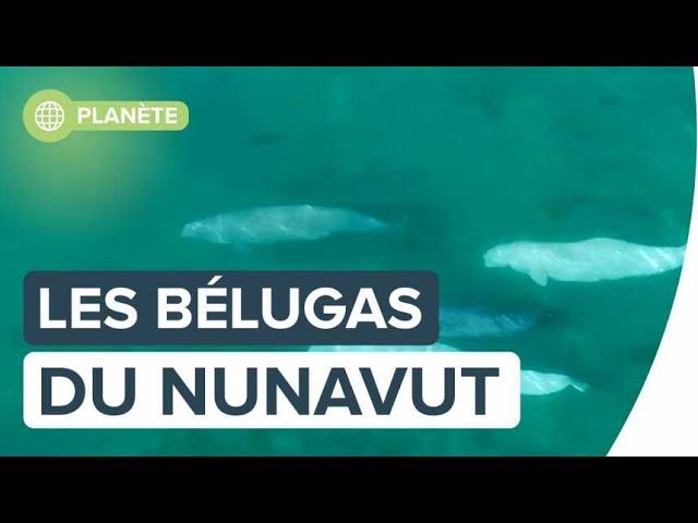 Les bélugas du Nunavut vus par Florian Ledoux | Futura