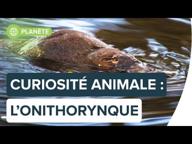 Top 5 des caractéristiques les plus étranges de l’ornithorynque | Futura