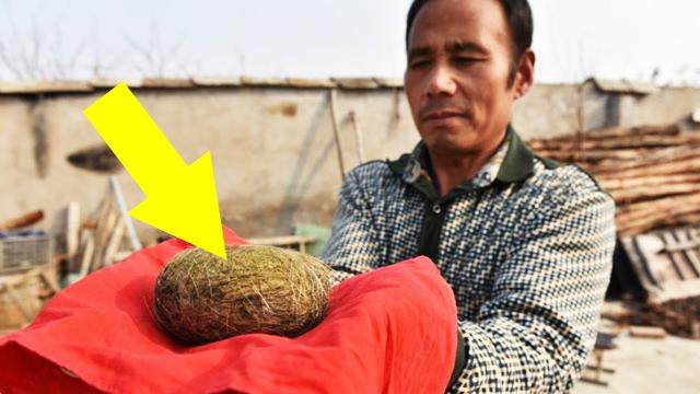 Farmer Recovers A Strange Object From His Pig’s Belly That Turns His Entire Existence Upside Down