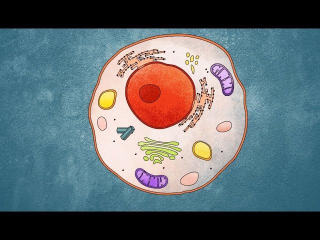 Spotting hidden activity in cells