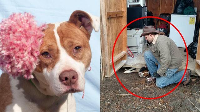 Man saves pregnant dog trapped under a shed, dog thanks him with kisses and hugs