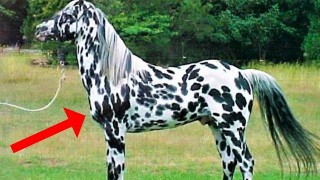 Woman Thinks She Bought Horse When Vet Sees It He Says Do You Know What This Is ?